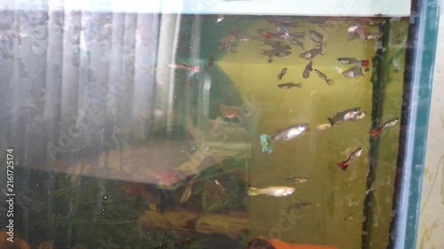 Aquarium with multiple colorful fish swimming in yellow-green water with aquatic plants, home aquatic environment and pet hobby.