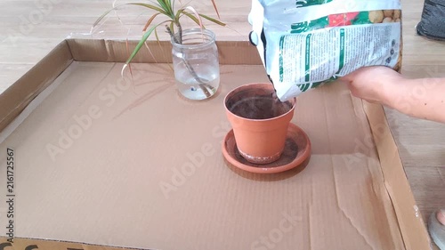  Person pouring potting soil into terracotta pot with plant cutting in water propagation setup on wooden table, houseplant repotting.
