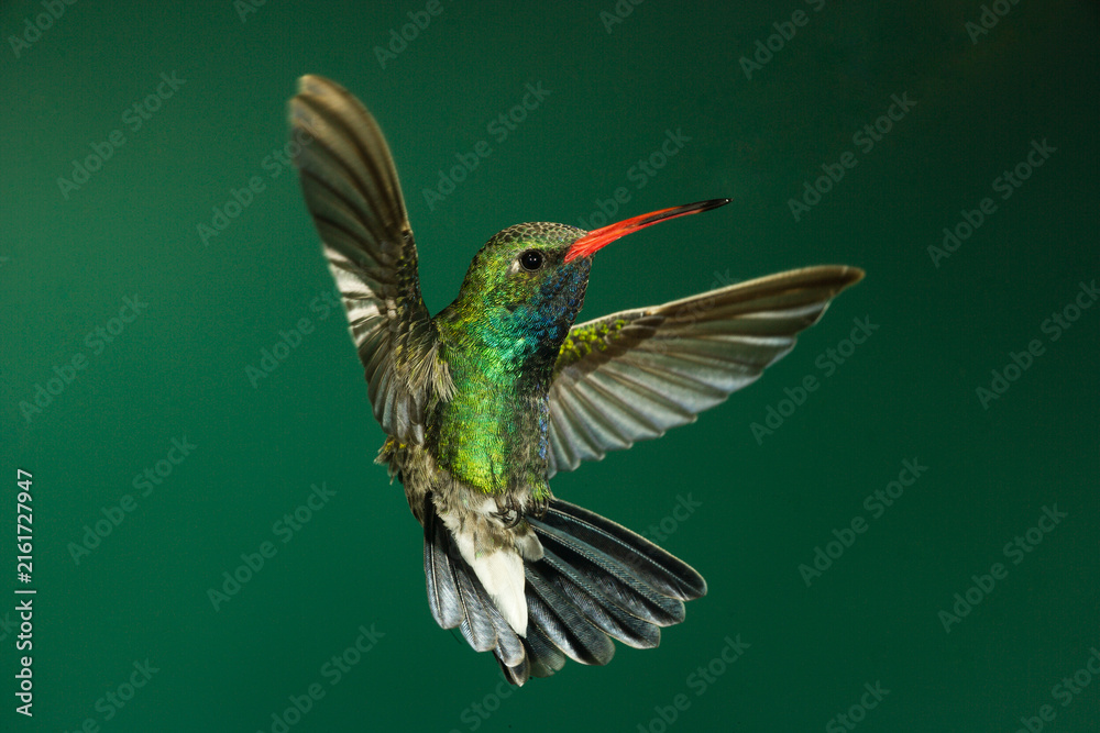 Naklejka premium Broad-billed hummingbird in flight