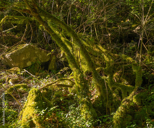 фотографія sunlit moss covered tree branches and forest floor with rocks in natural woodlan