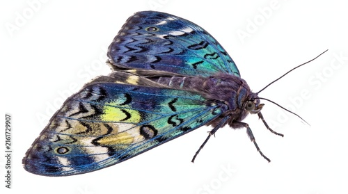 Vibrant iridescent moth with intricate patterned wings isolated on pure white background macro side profile view with biology