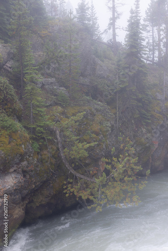 Misty River and Tree