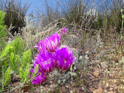 spring flowers in desert landscape