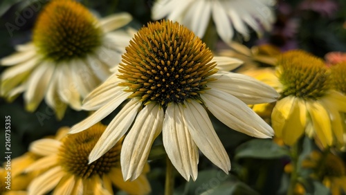 Fotografía White echinacea is blooming in the garden.