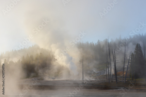 Yellowstone Steam and Trees
