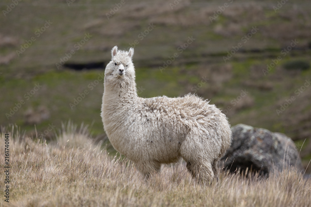 Naklejka premium White Alpaca (Vicugna pacos) Standing in High-Altitude Andean Páramo Grassland in Antisana Ecological Reserve, Ecuador, South America