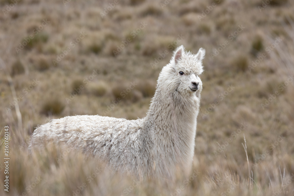 Naklejka premium White Alpaca (Vicugna pacos) Standing in High-Altitude Andean Páramo Grassland in Antisana Ecological Reserve, Ecuador, South America
