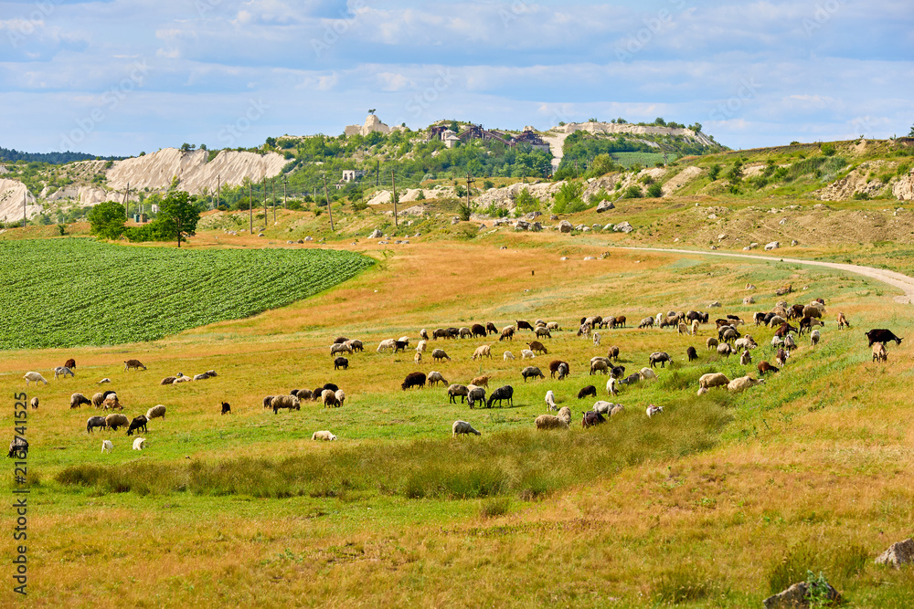 Fototapeta premium Sheep grazing on vibrant green and golden hillside under blue sky