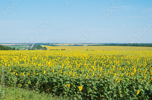 View of field of blooming sunflowers