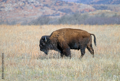 Lone Bison Grazing in a Prairie