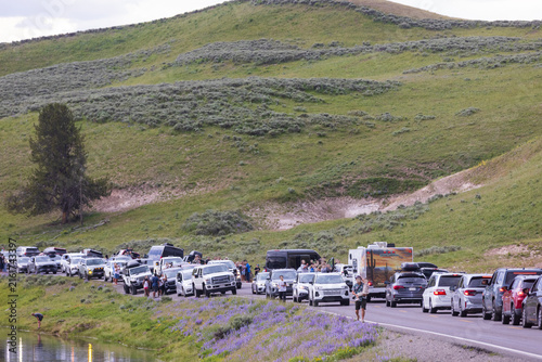 Yellowstone Bear Jam