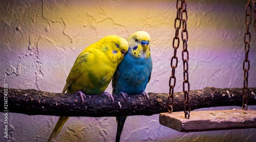 Fotografía Cute Yellow and Blue Parakeet Pair Perched on Wooden Branch