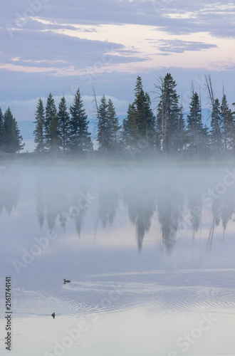 Forest Mirror