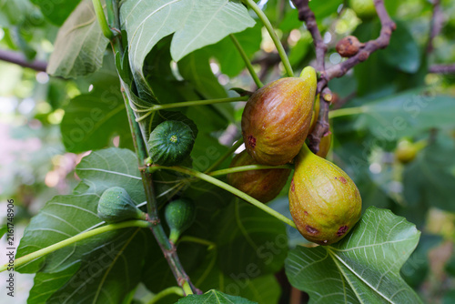 Fresh Figs Ripening on the Branch of a Green Fig Tree in the Garden