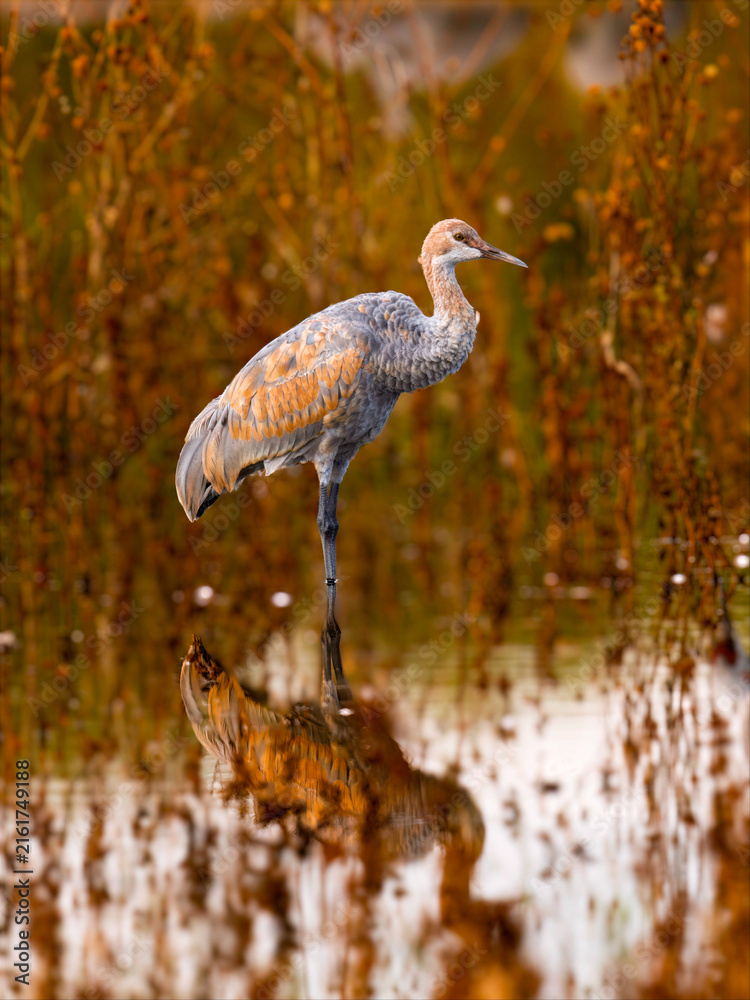 Naklejka premium Sandhill crane standing in shallow wetland with autumn reflections