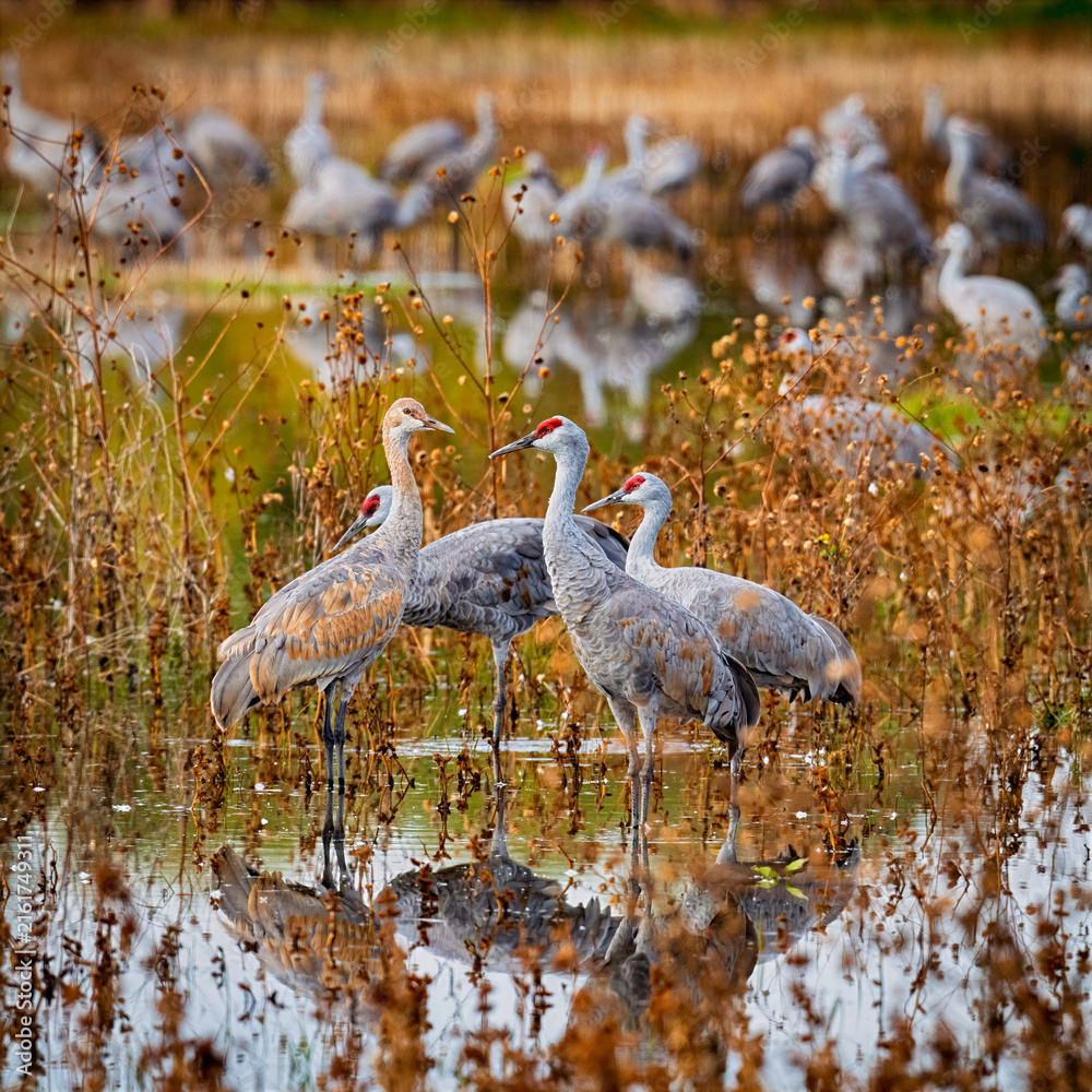 Naklejka premium Sandhill cranes wading in wetland habitat at Merced National Wildlife Refuge