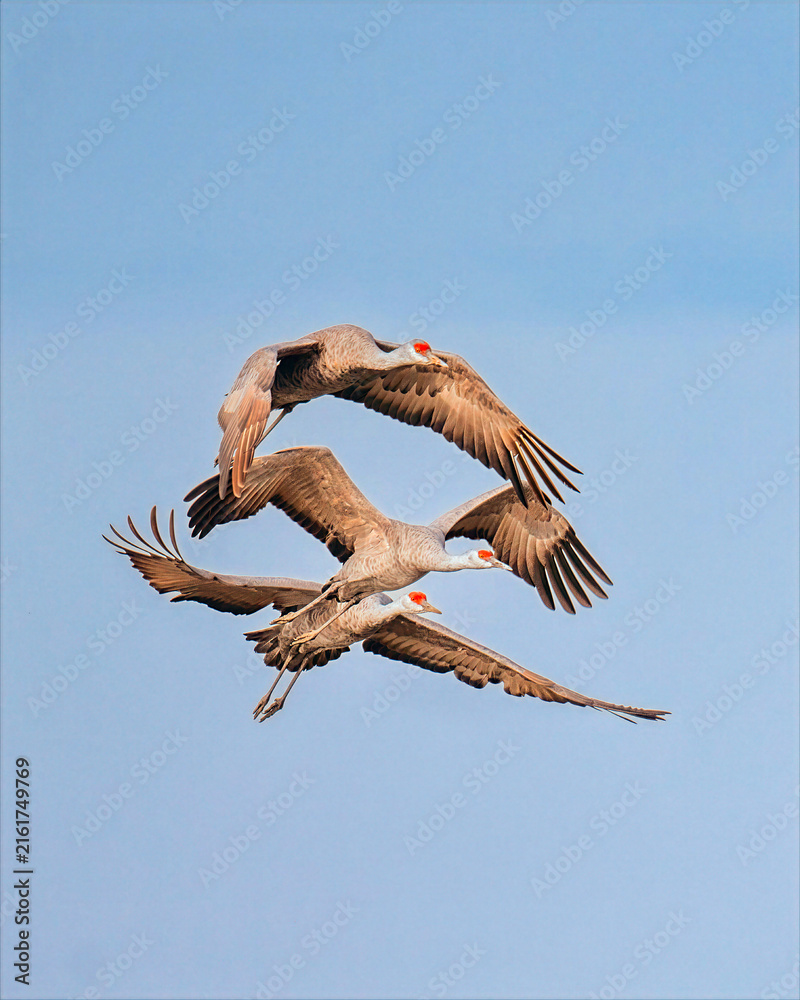 Naklejka premium Three sandhill cranes flying together in clear blue sky