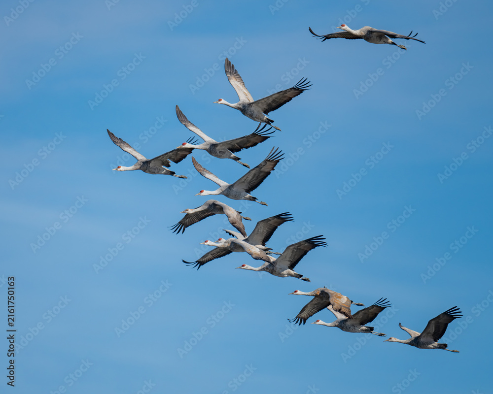 Naklejka premium Flock of sandhill cranes soaring in blue sky during migration