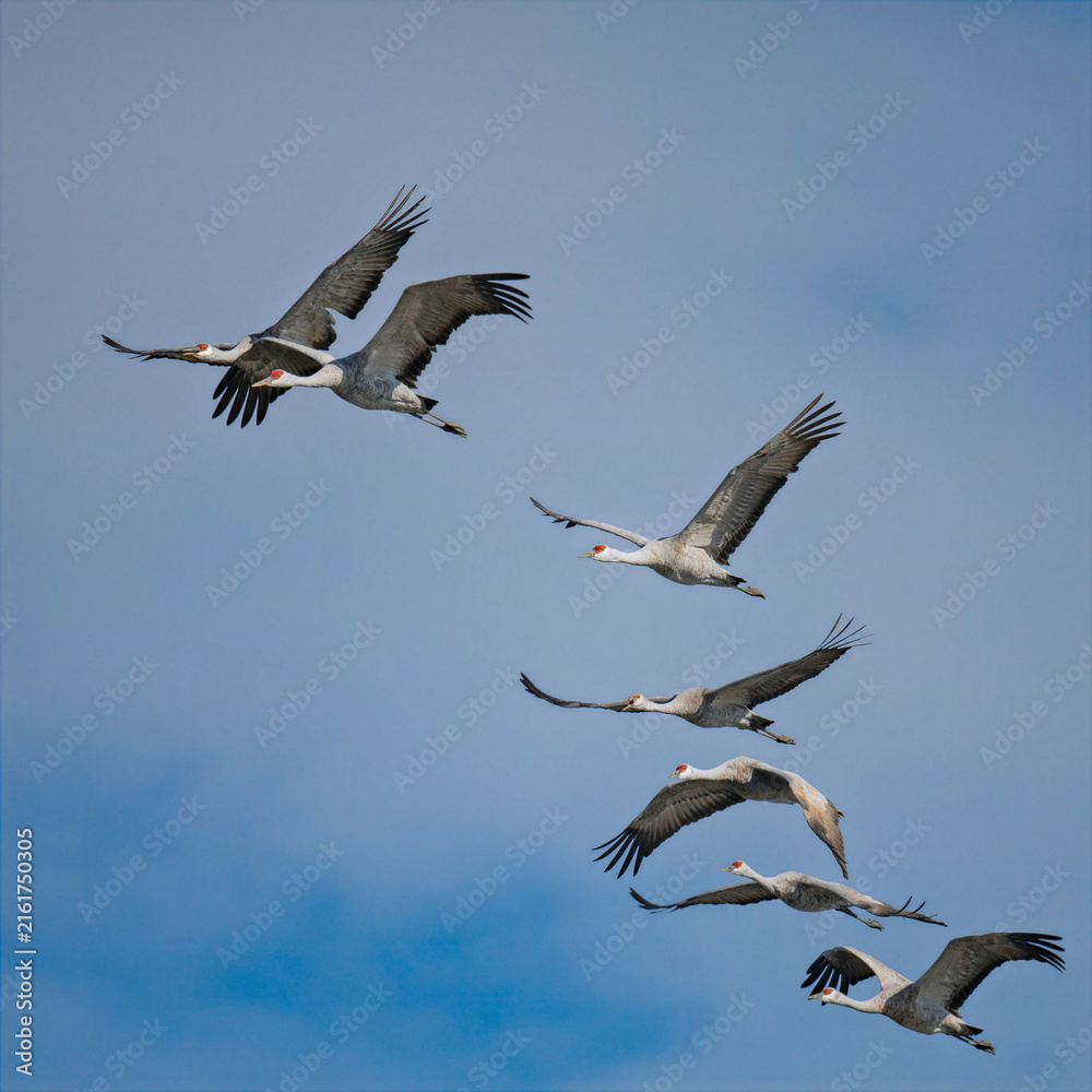 Naklejka premium Sandhill cranes flying in formation over blue sky at Merced National Wildlife Refuge