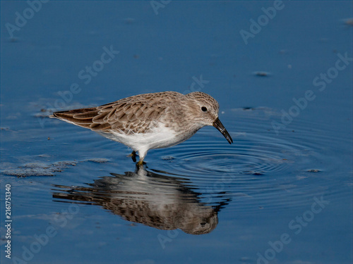Least sandpiper wading in shallow water with clear reflection