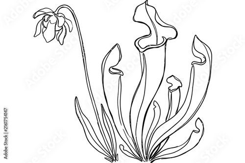 A detailed black and white line art illustration of a carnivorous pitcher plant.