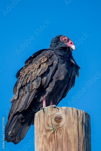 Fotografie Turkey vulture perched on wooden post against clear blue sky