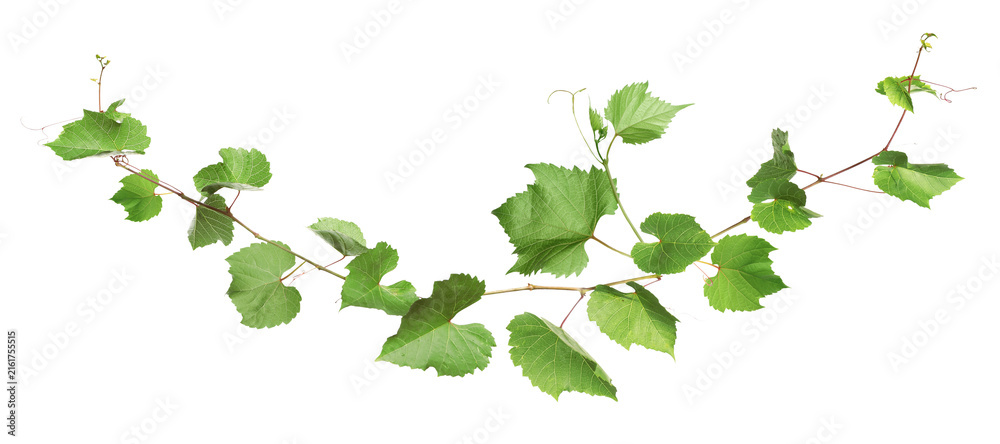 Naklejka premium Grapevine with green leaves on transparent background