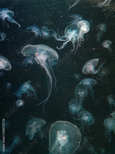Photography jellyfish in the sea