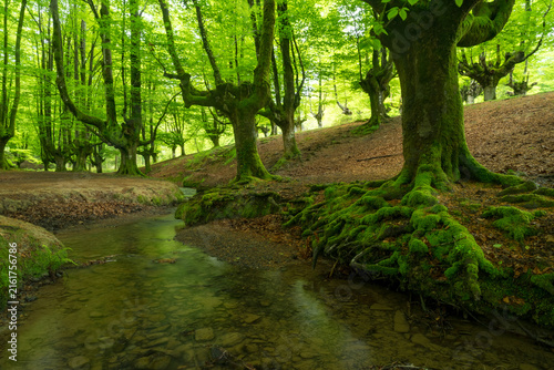 Mossy Beech Forest and Stream in Otxarreta, Basque Country, Spain