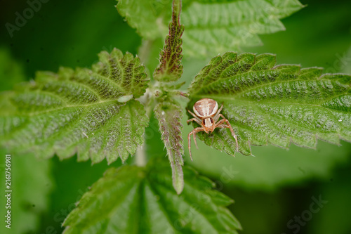 фотографія Crab spider on a nettle leaf