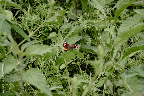 Foto Red admiral butterfly resting on nettle leaves