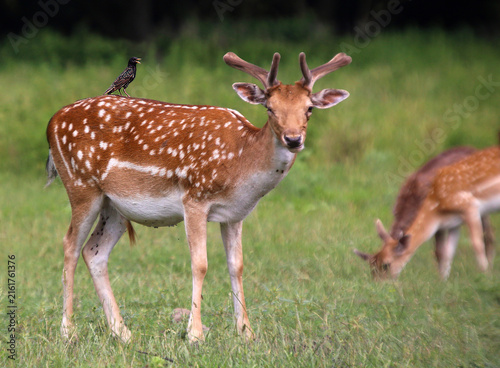 Photography Spotted fallow deer with a small bird in a meadow