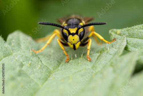Cuadro en lienzo Common Wasp Face to Face on a Green Leaf