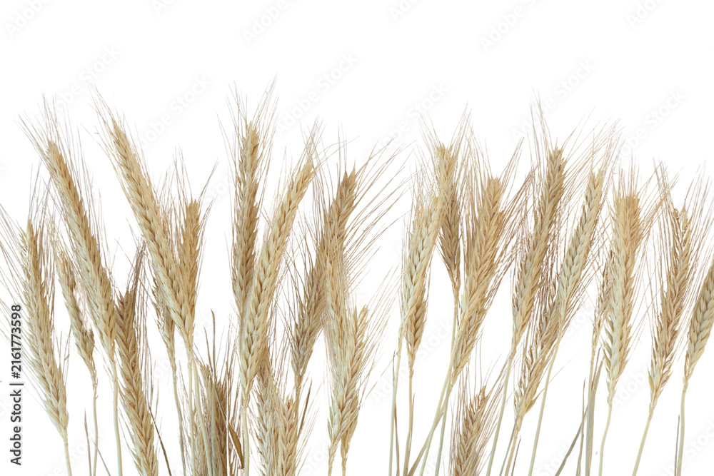 Fototapeta premium ripe golden barley ears, grain stalks, isolated on transparent background
