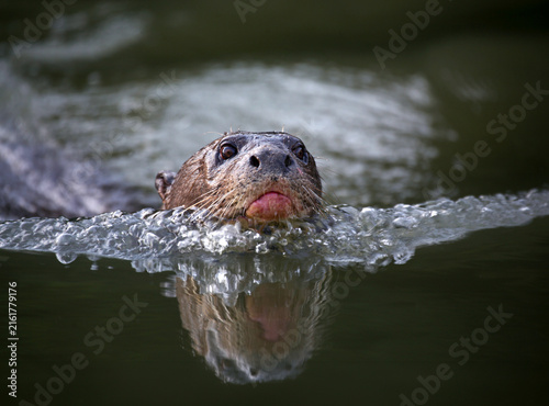 Speedy Otter