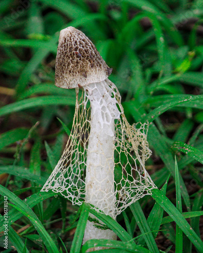 Quadro su tela Phallus indusiatus (Bridal Veil Stinkhorn) with Delicate Lace-Like Skirt and Spo