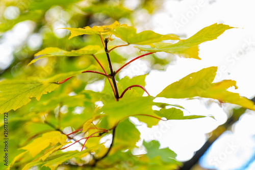 Quadro su tela Closeup deciduous maple (Acer) leaves with yellowish-green blades and distinctive reddish stems and petioles against a bright background