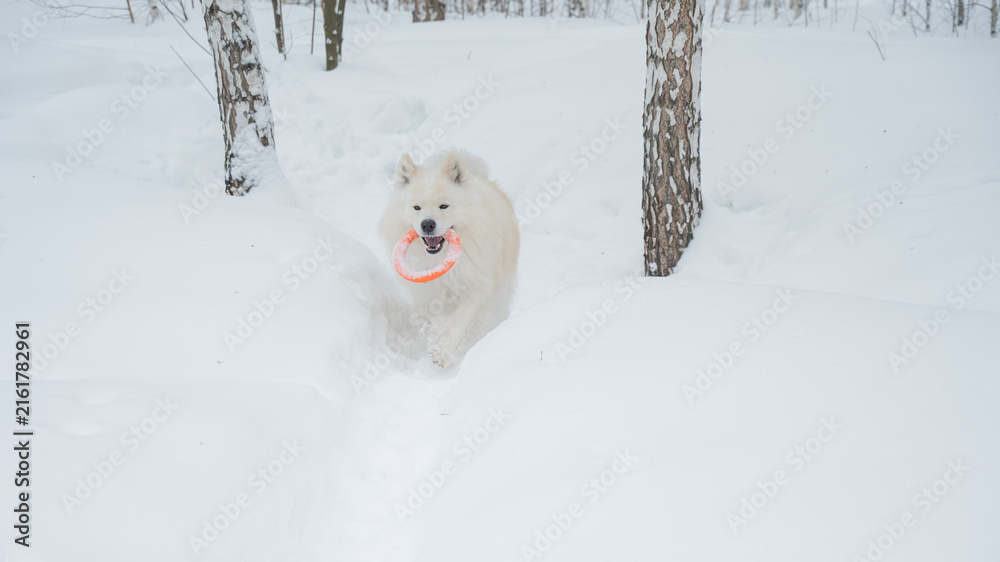 Naklejka premium A Samoyed dog plays with a puller on a winter walk.