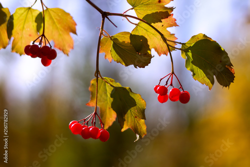 Autumn viburnum branch with ripe red berries and golden leaves. Seasonal nature background symbolizing harvest, changing weather, woodland beauty, and the transition from summer to winter.