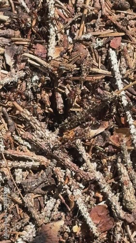 Colony of ants building nest in forest