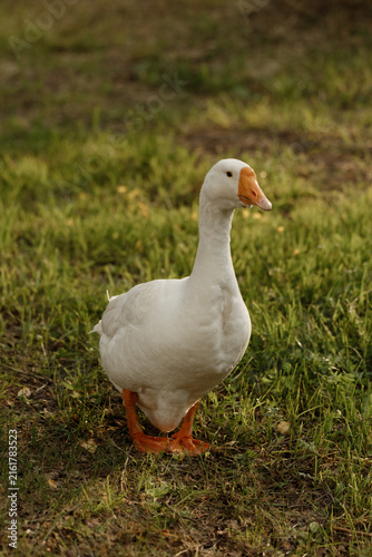 Принти на полотні Close view of white goose standing on green grass, facing slightly right with or
