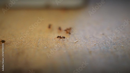 Ant activity and household pest infestation.
Macro close-up shows several small ants moving across indoor surface.