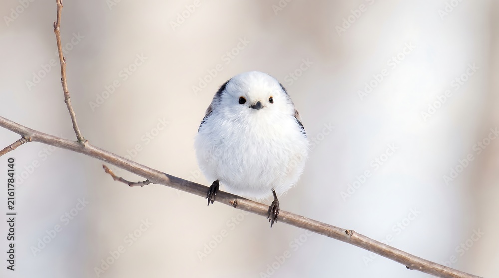 Naklejka premium Shima Enaga bird resting on branch in bright winter light