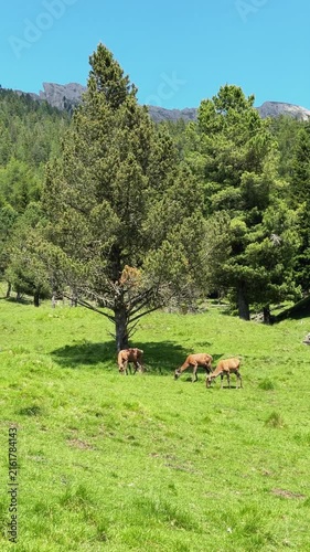 Wild deer herd grazing in mountain pasture