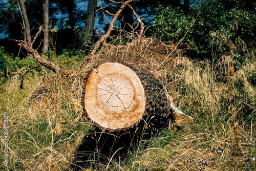Cut tree log in forest