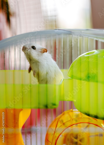 White Hamster Inside Cage