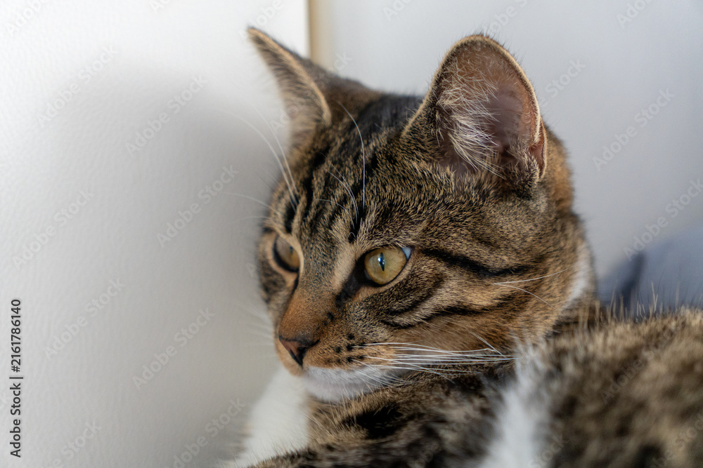 Naklejka premium Close-up portrait of beautiful tabby domestic cat looking away while lying on cozy bed indoors. Detailed macro headshot of cute shorthair kitten with stripes and whiskers resting on soft blanket. 