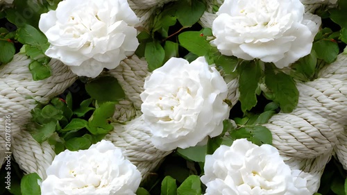 Pattern motion background loop featuring white roses and twisted ropes. Beautiful floral video backdrop with green leaves and elegant blooming ivory flowers.