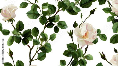 Pattern motion background loop featuring white roses and twisted ropes. Beautiful floral video backdrop with green leaves and elegant blooming ivory flowers.