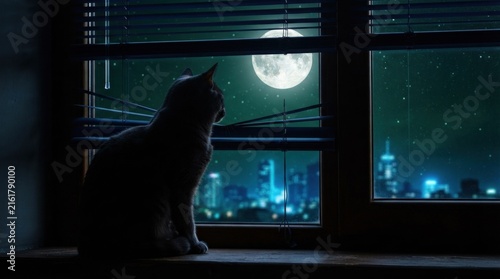 Cat watching full moon over city from apartment window.